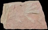 Fossil Ginkgo Leaf Plate - Russia #72432-1